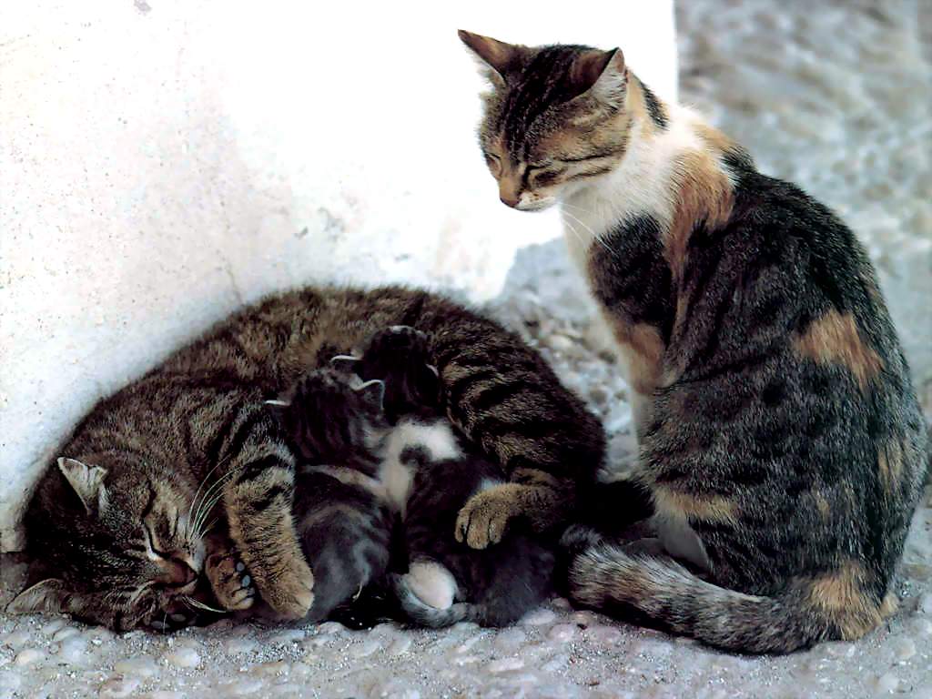 Gatti (146)